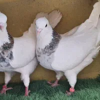 کفتر طوقی درجه یک