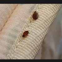 سمپاشی ساس سوسک حشرات موزی100درصدتضمینی بایک مرحله