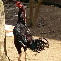 خروس لاری اصیل