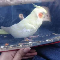 عروس هلندی فرار کرده