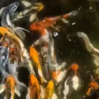 کوی تایلندی اصلی به قیمت پارسال