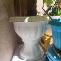 گل بابا آدم