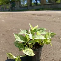 پتوس|گل و گیاه طبیعی|لیسار, |دیوار