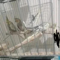 عروس هلندی