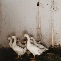 جوجه قوغاز
