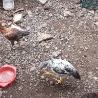 مرغ و خروس لاری