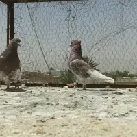 کبوتر|پرنده|شیراز, سهل‌آباد|دیوار