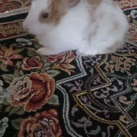 خرگوش مینی لوپ