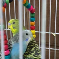 جفت مرغ عشق با قفس