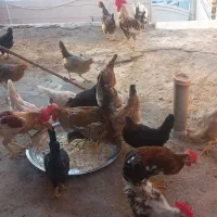 مرغ وخروس اصیل محلی