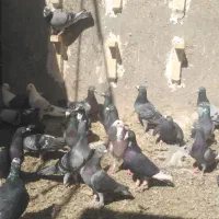 ابلغ پلنگ مگس