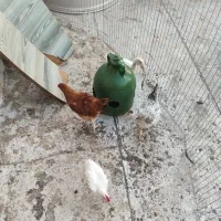 جوجه محلی