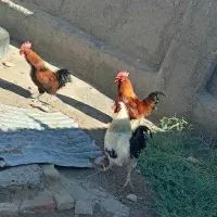 خروس محلی جوان چاق