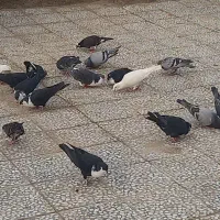 کبوتر