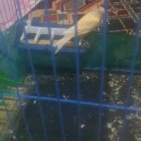 قناری ماده سرحال