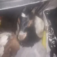 گوسفند زنده