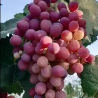 فروش باغچه 300 متر به بالا