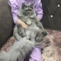 گربه پرشین به اسم لیا