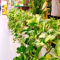 خدمات تخصصی گل و گیاه و باغبانی