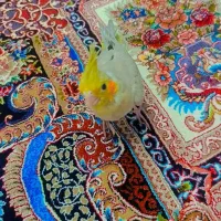 جوجه عروس هلندی