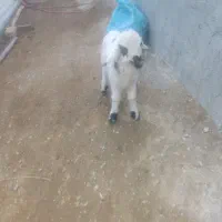بره شیری 1عدد