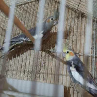 عروس هلندی دوتا جفت