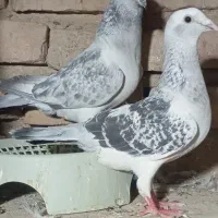 پرنده|پرنده|خاش, |دیوار