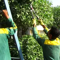 کار در فضای سبز