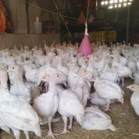 بوقلمون گوشتی و جوجه بوقلمون