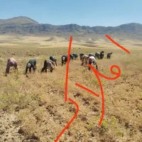 سرکارگرامورات کشاورزی باغی واکیپ کارگری *افلاک*
