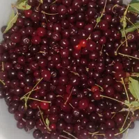 البالو تازه و طبیعی و خوشطعم