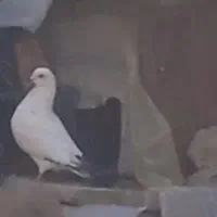 کفتر نر معاوضه