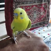 یک جفت مرغ عشق دستی رام