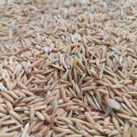 چلتیک فجر و شمیم