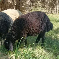 بره نر هترو