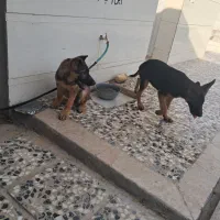 توله سگ ژرمن