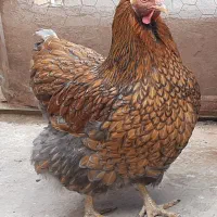 مرغ وخروس ویاندوت