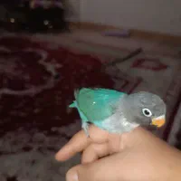 طوطی گمشده