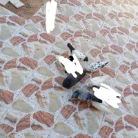معاوضه با دوچرخه 24