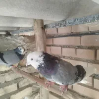 کفتر پرشی
