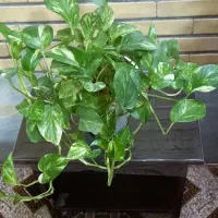 گل طبیعی پتوس و سانسوریا واشک ملکه