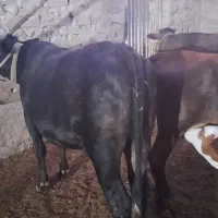 فروش ۲راس شنگول