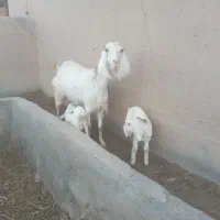 بز پاکستانی