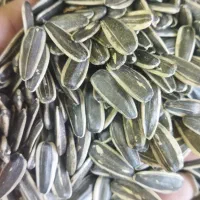 تخمه خوی بار امساله به قیمت