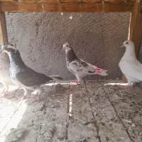 کفترپرشی مفلق