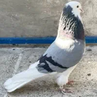 کبوتر