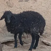 کاور نر پا شکسته