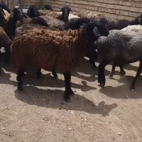 میش داشتی و پروار