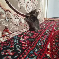 گربه|گربه|نیشابور, بنیاد شهید|دیوار