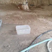 سگ ماده خراسانی درشت